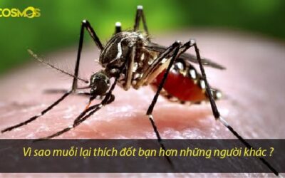 Vì sao bạn hay bị muỗi đốt hơn người khác?