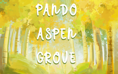 KHI CẢ MỘT KHU RỪNG… CHỈ LÀ MỘT CÁI CÂY?